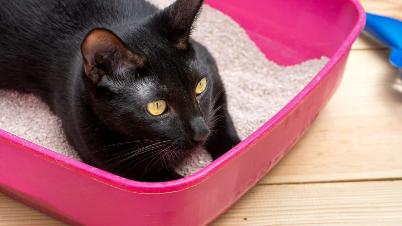 Top 5 Best Cat Litter For Allergies 2023 Simply Cat Care