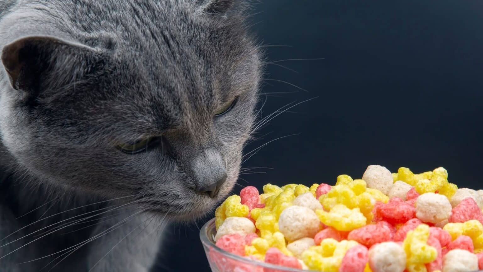 5 Best Cat Food for Kidney Disease 2022 Simply Cat Care