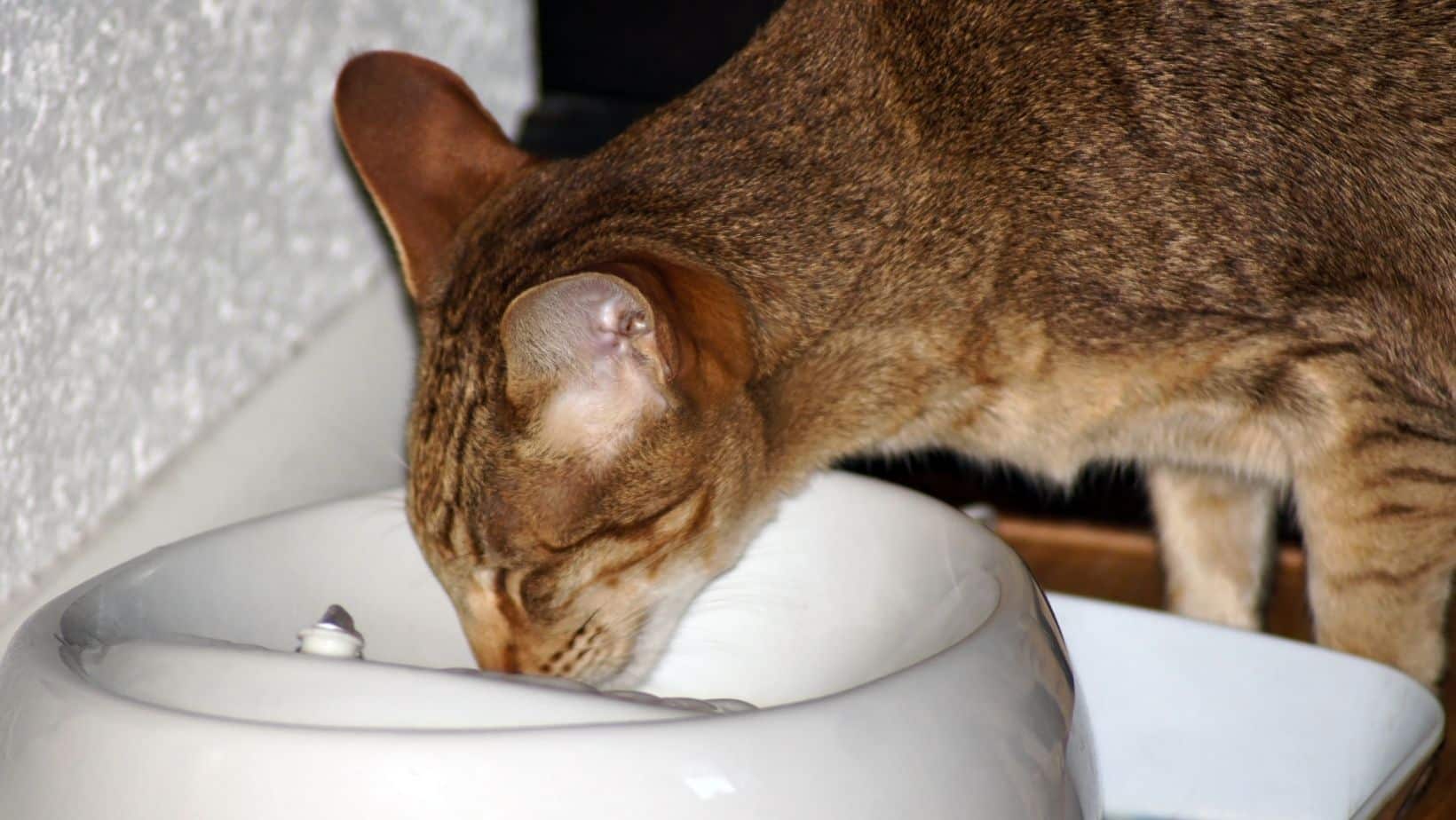 Top 3 Best Cat Water Fountains 2022 Simply Cat Care