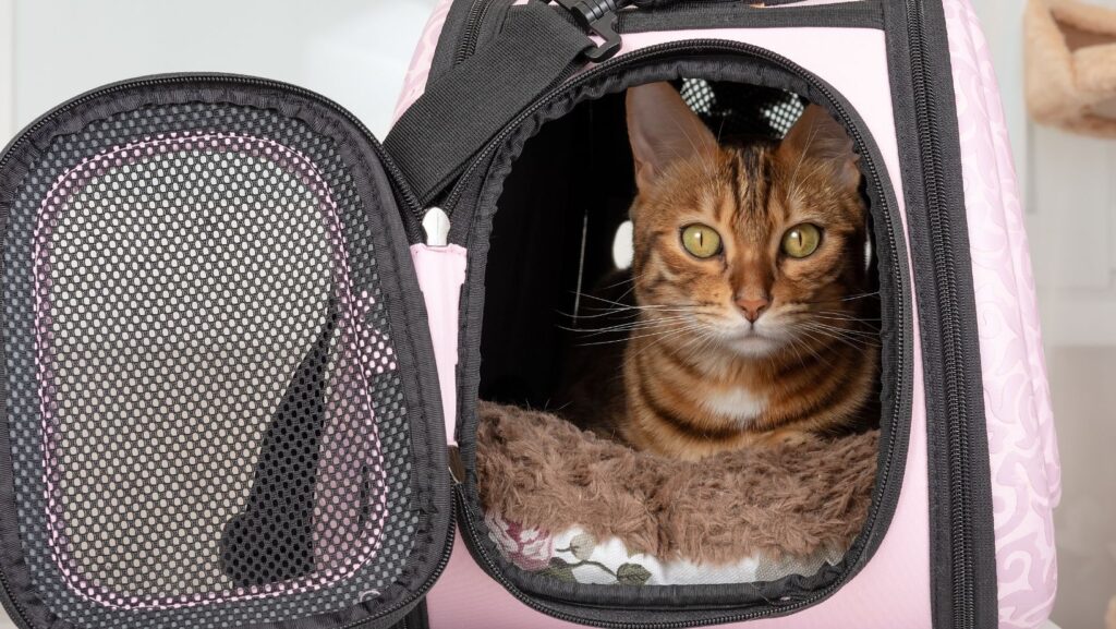 A cat in a cat carrier.