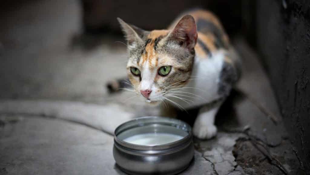 A cat drinking milk. Cat's can tolerate small amounts of dairy.