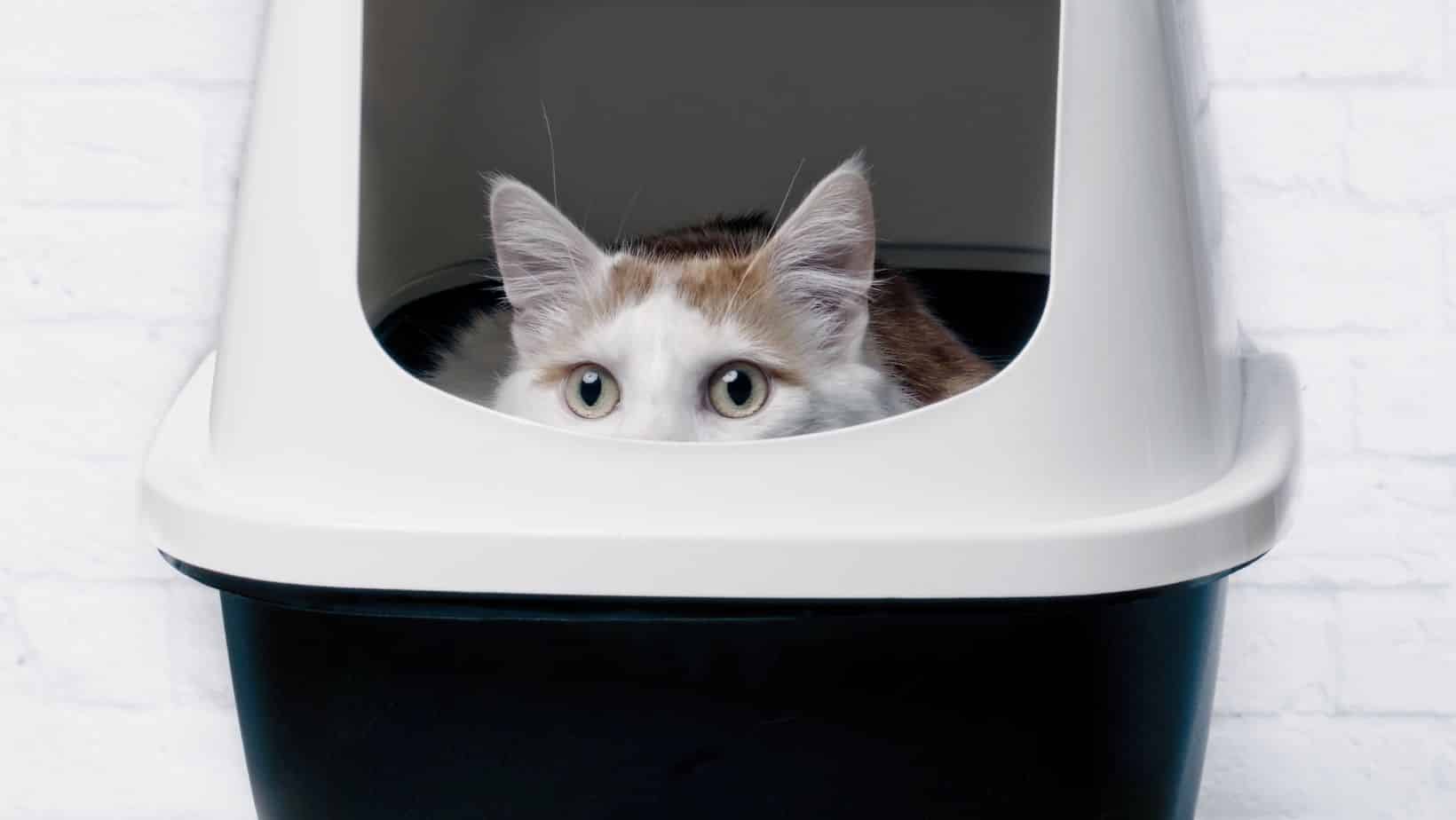 Top 5 Best Cat Litter For Allergies 2023 Simply Cat Care