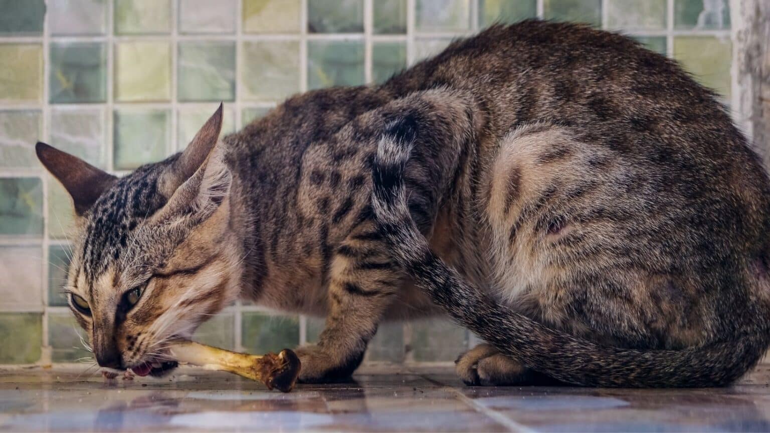 5 Best Cat Food for Kidney Disease 2022 Simply Cat Care