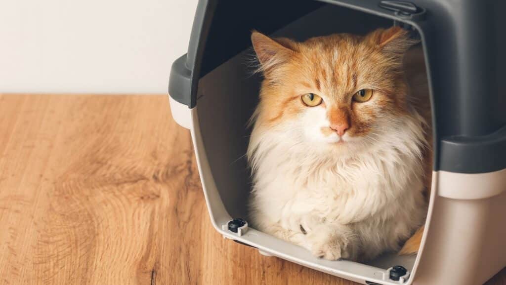 A relaxed cat in a cat carrier.