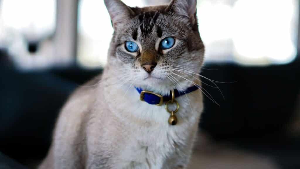 A cat with a flea collar.