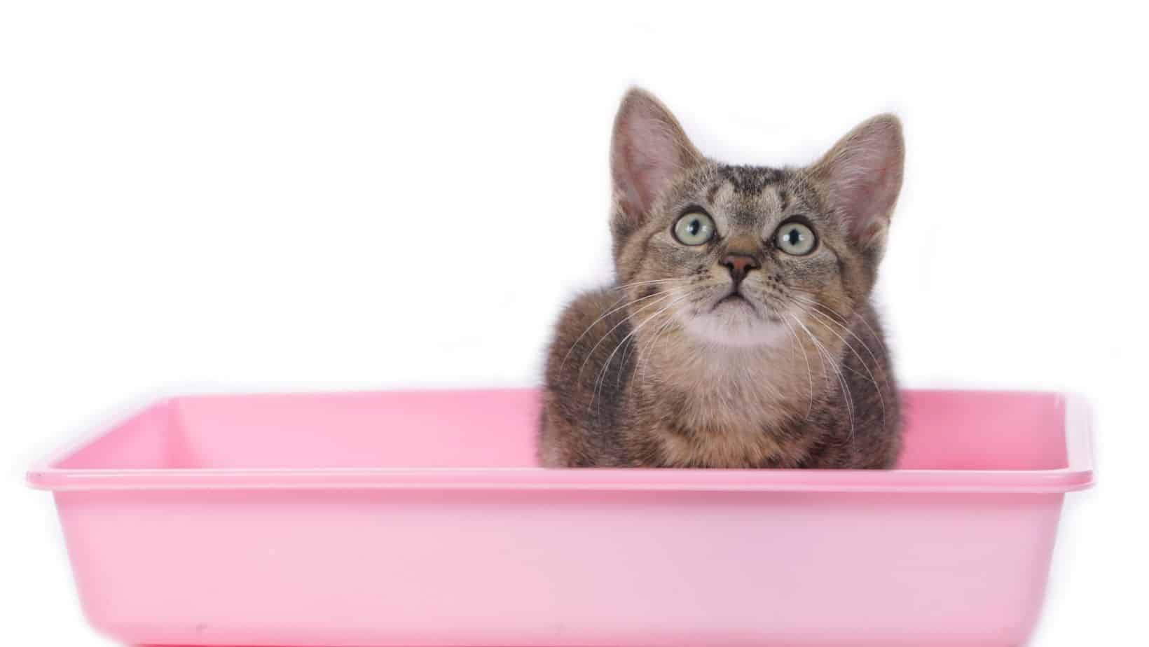 Best Sifting Litter Box For Pine Pellets 2024 Simply Cat Care