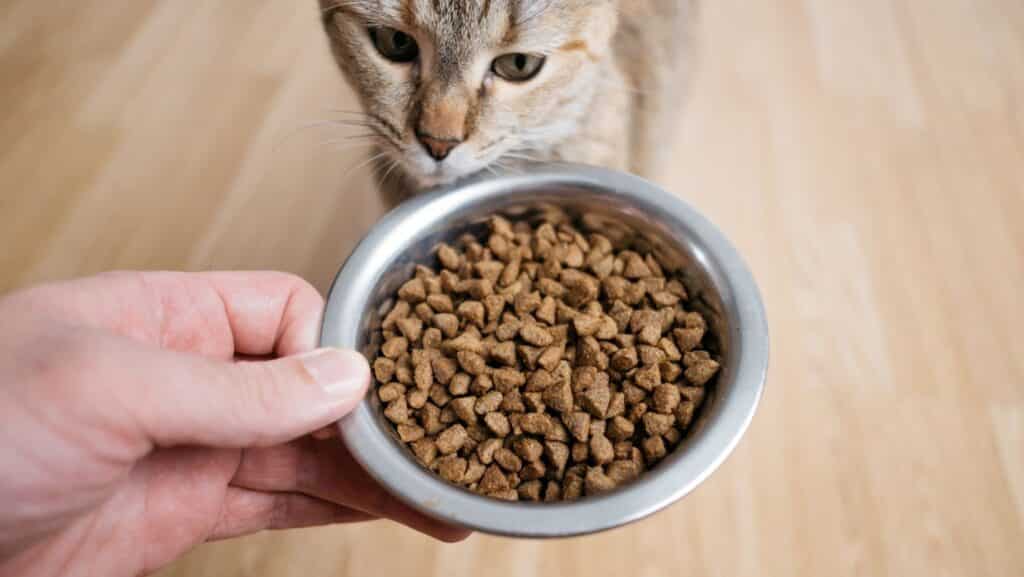 Feeding a cat dry food. Adding water to dry food helps with hydration.
