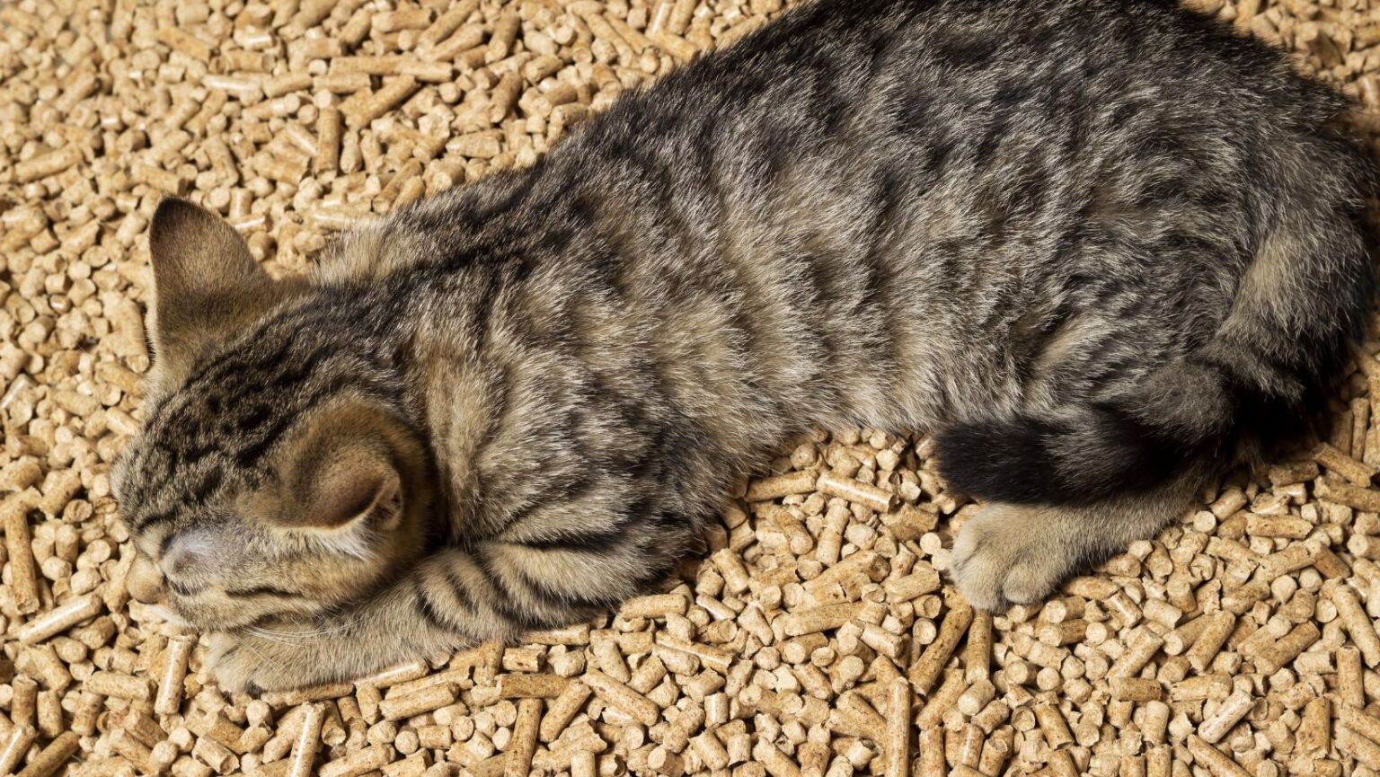 Best Sifting Litter Box For Pine Pellets 2024 Simply Cat Care