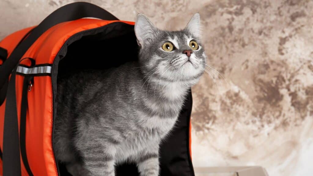A cat in a cat carrier