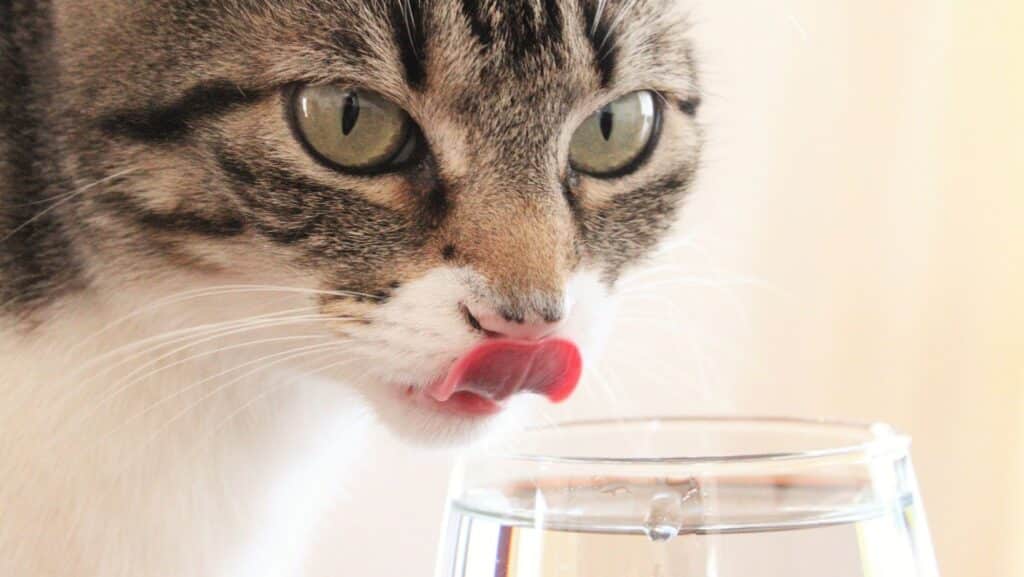 A cat drinking water. Cat's need about one cup of water every day for proper hydration.