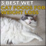 3 Best Wet Cat Food for Weight Loss picks