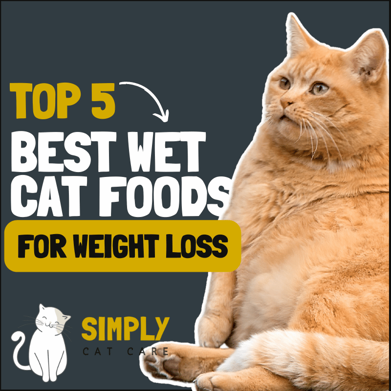 5 Best Wet Cat Food for Weight Loss