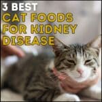 3 Best Cat Foods for Kidney Disease