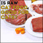 Is Raw Cat Food Good for Cats?