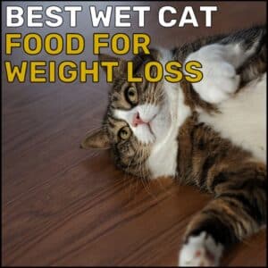 Best Wet Cat Food for Weight Loss
