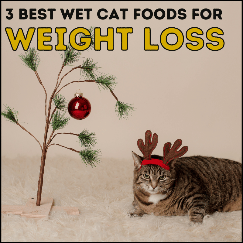 3 Best Wet Cat Food for Weight Loss