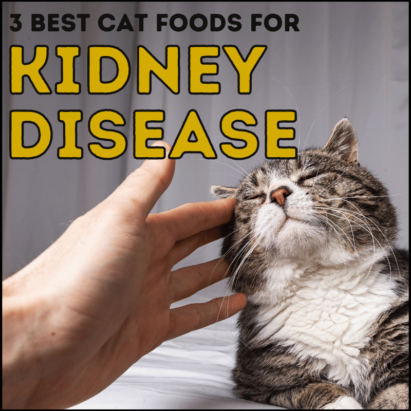 3 Best Cat Food For Kidney Disease Choices
