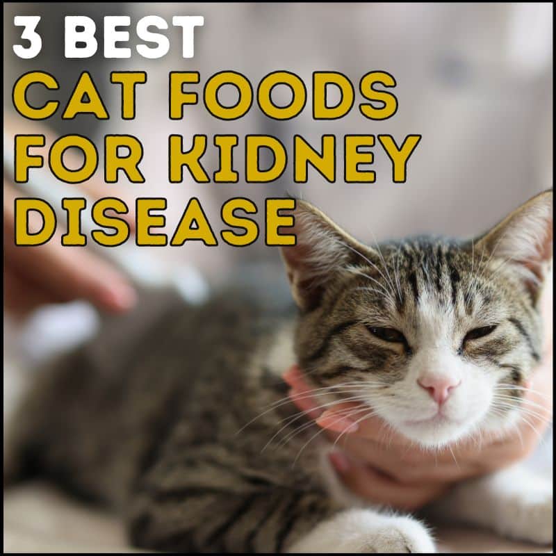 3 Best Cat Food For Kidney Disease Choices