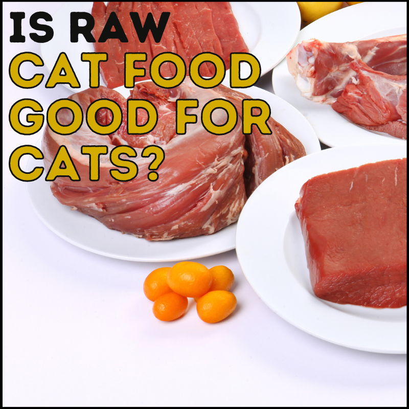 Is Raw Cat Food Good for Cats? The Science Explained