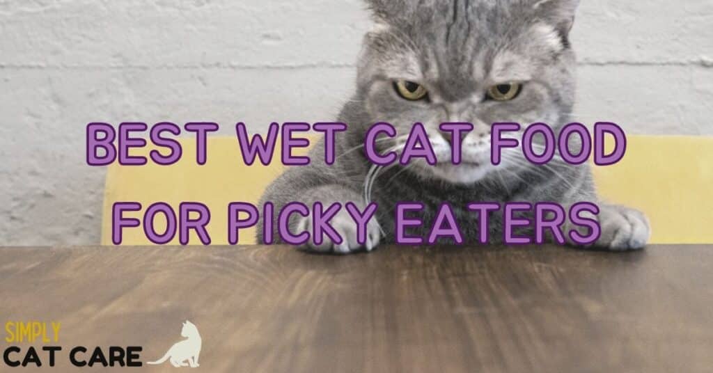 Best wet cat food for picky eaters