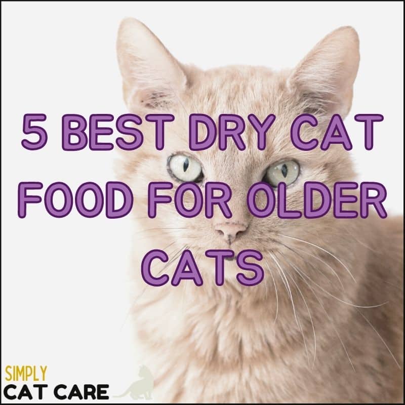 5 Best Dry Cat Food For Older Cats