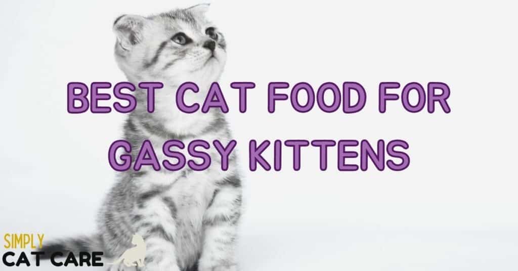 Top 5 Best Cat Food For Gassy Kittens