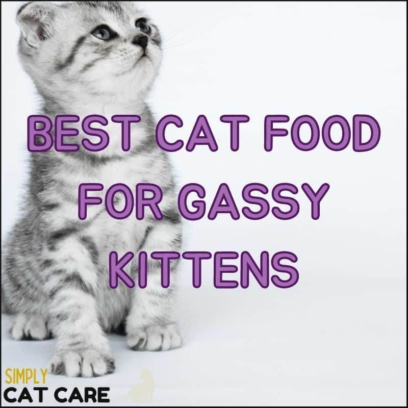5 Best Cat Food For Gassy Kittens