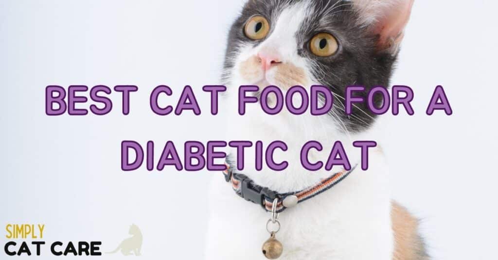 Top 5 Best Cat Food For A Diabetic Cat