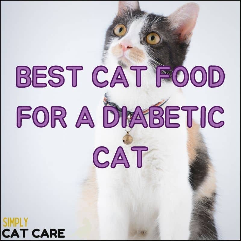 Best Cat Food For a Diabetic Cat