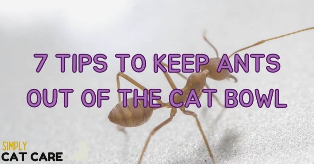 7 Tips To Keep Ants Out Of The Cat Food Bowl Simply Cat Care