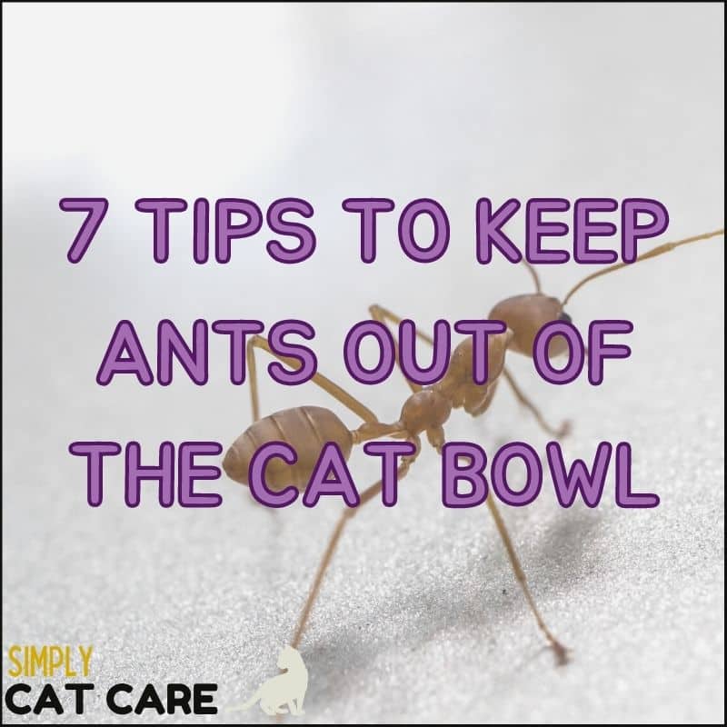 7 Tips To Keep Ants Out Of The Cat Food Bowl