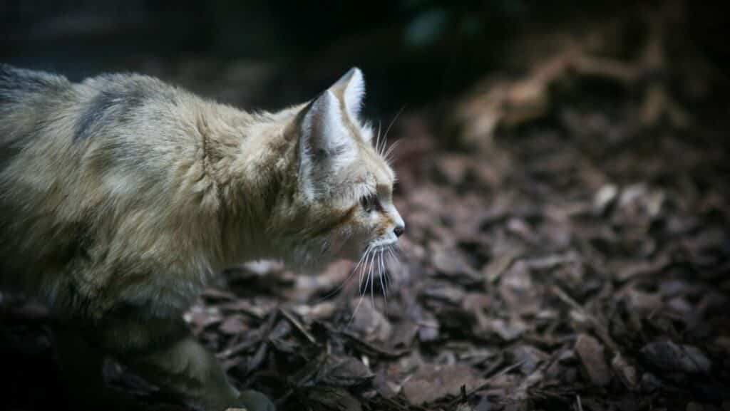 A cat hunting in the wild. Cat's eat small prey as a main source of nutrition in the wild.