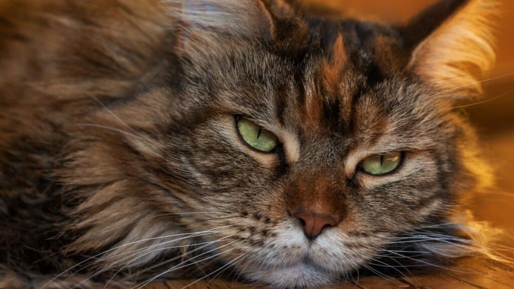 A senior cat.