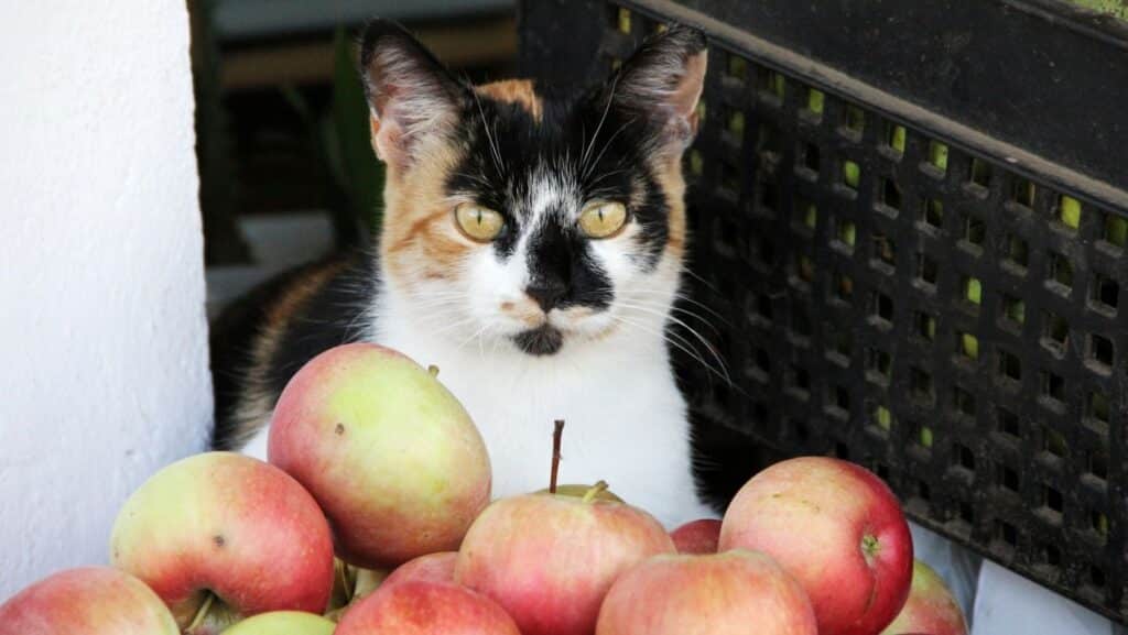 Apples aren't necessary for cats.