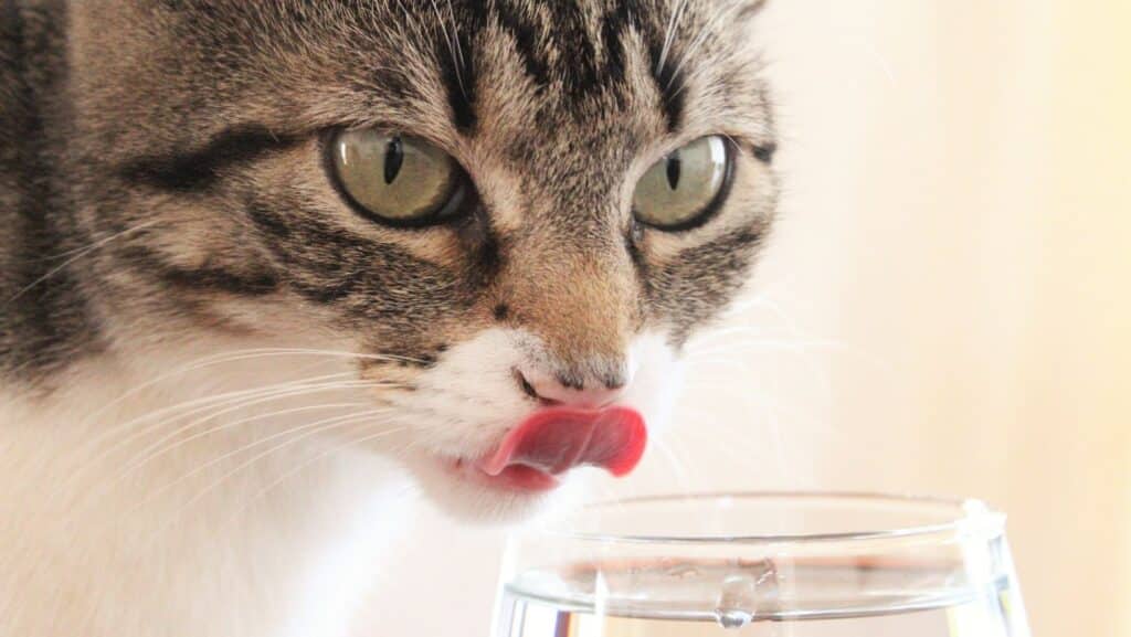 A cat sipping water.