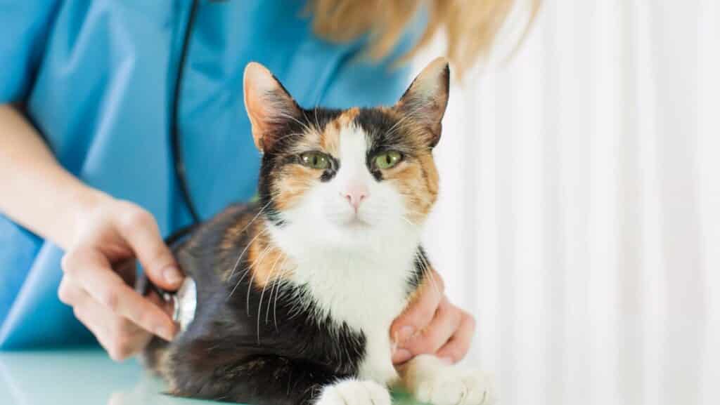 A cat getting a vet check up. Regular check-ups are important to make sure your cat is thriving.