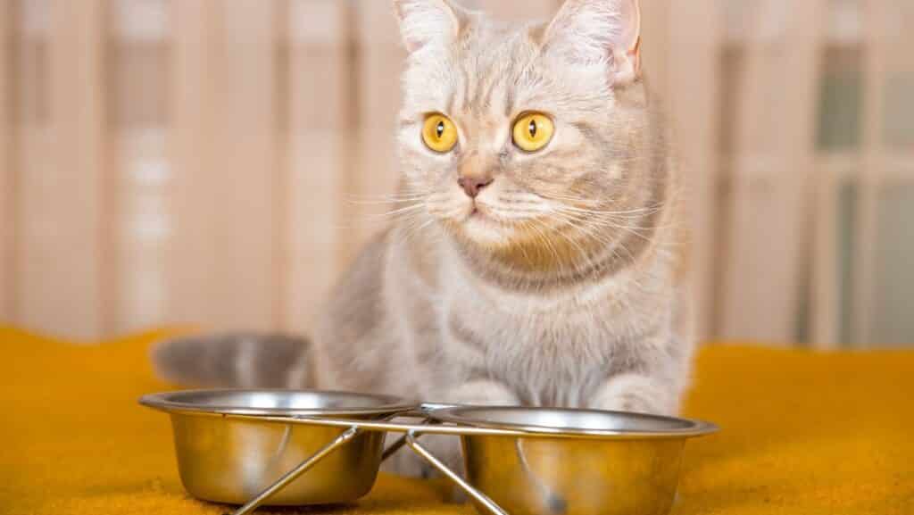 A cat at a food bowl.