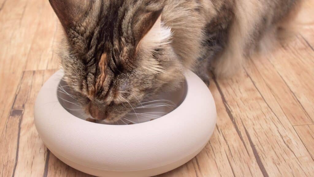A cat eating food out of a bowl.