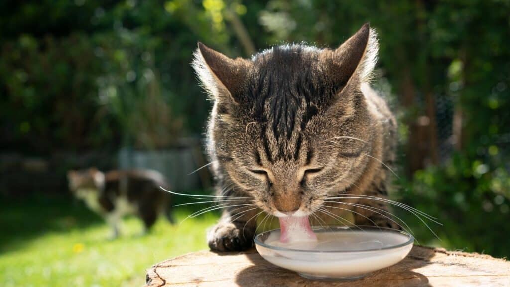 A cat drinking milk. Cats are lactose intolerant.