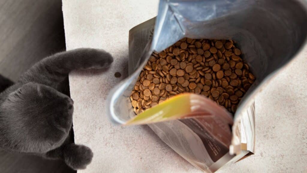 A cat looking at a dry kibble food package.