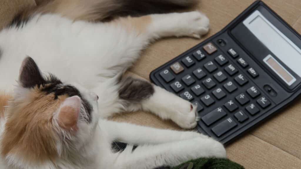 A cat with a calculator. Calculate your cat's energy needs to find out how much dry food to feed them.