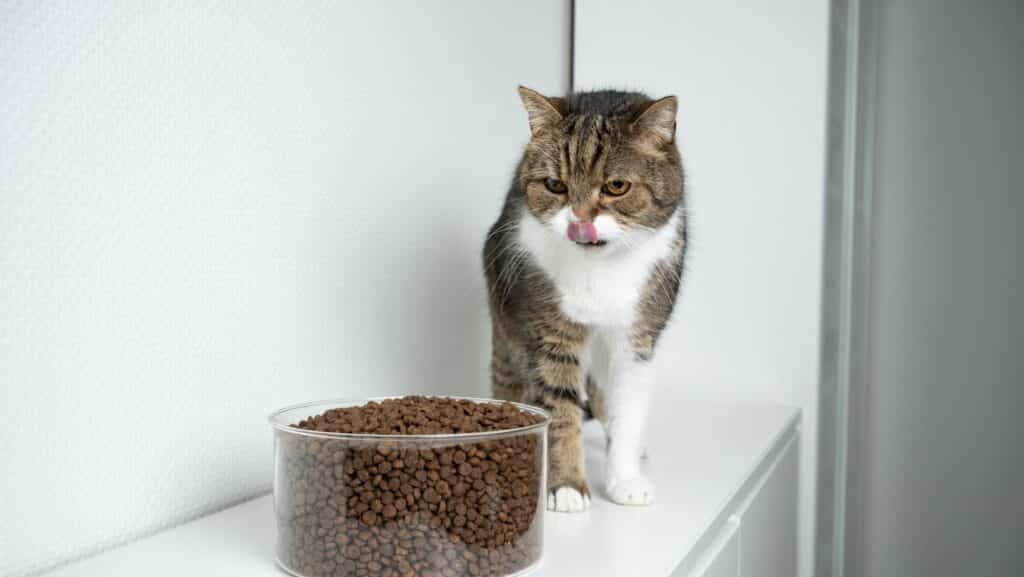 A cat looking at dry kibble.