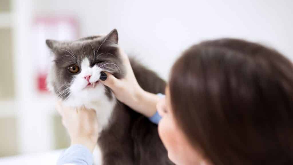 A vet examining a cat's dental health.
