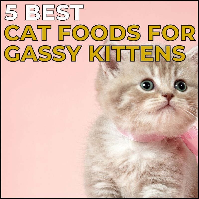 Best Food For A Gassy Cat at Justin Neuman blog