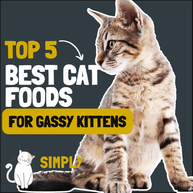 5 Best Cat Food For Gassy Kittens to Help Clear The Air