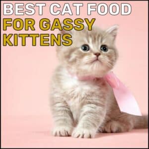 Best Cat Food for Gassy Kittens