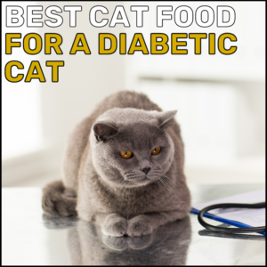 Best Cat Food for a Diabetic Cat