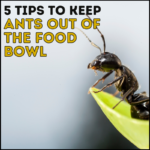 5 Tips to Keep Ants Out of The Food Bowl