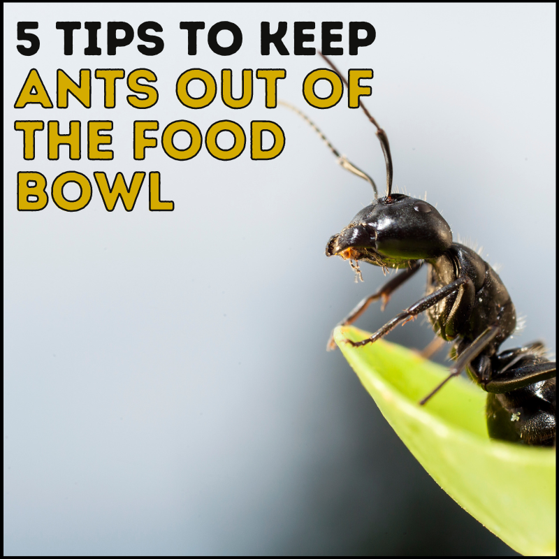 5 Tips To Keep Ants Out Of The Cat Food Bowl