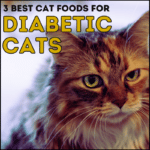 3 Cat Food for a Diabetic Cats
